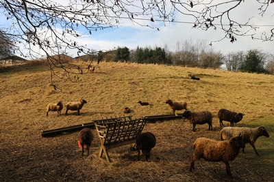 白天在棕色田野上放牧的羊群